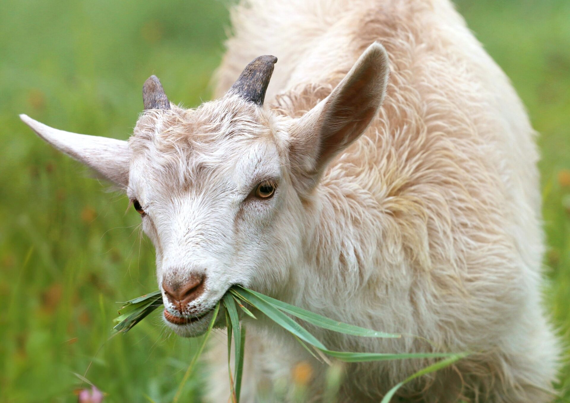 white-goat-eating-grass-during-daytime-144240