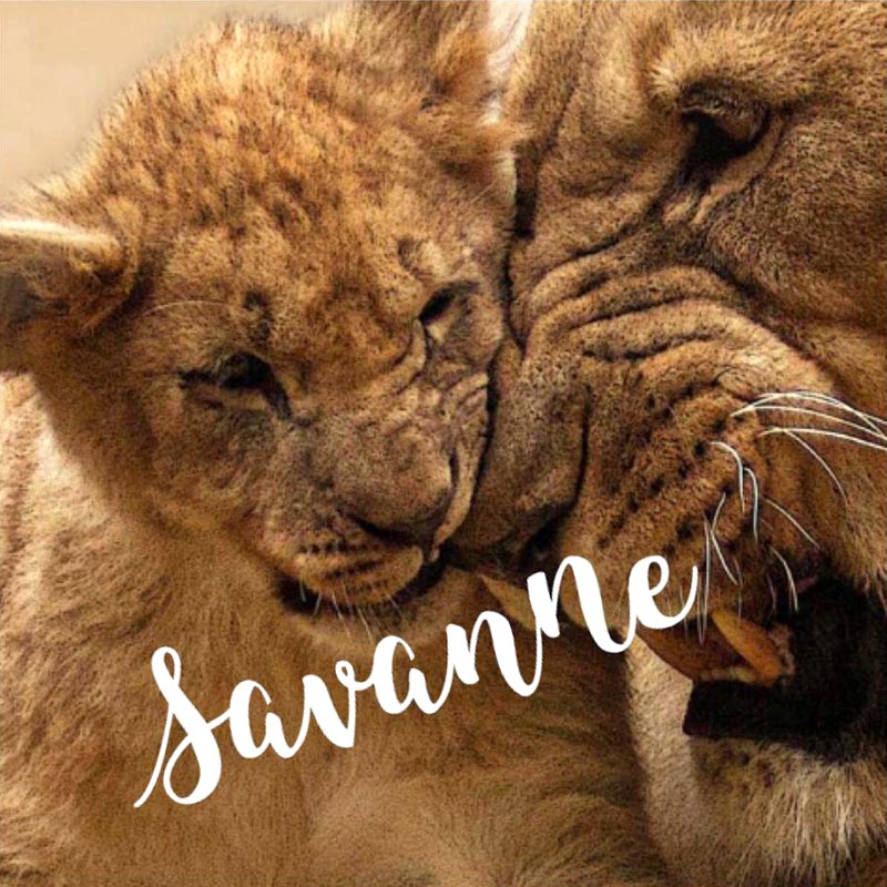 Download-Paket <br/>«Savanne»