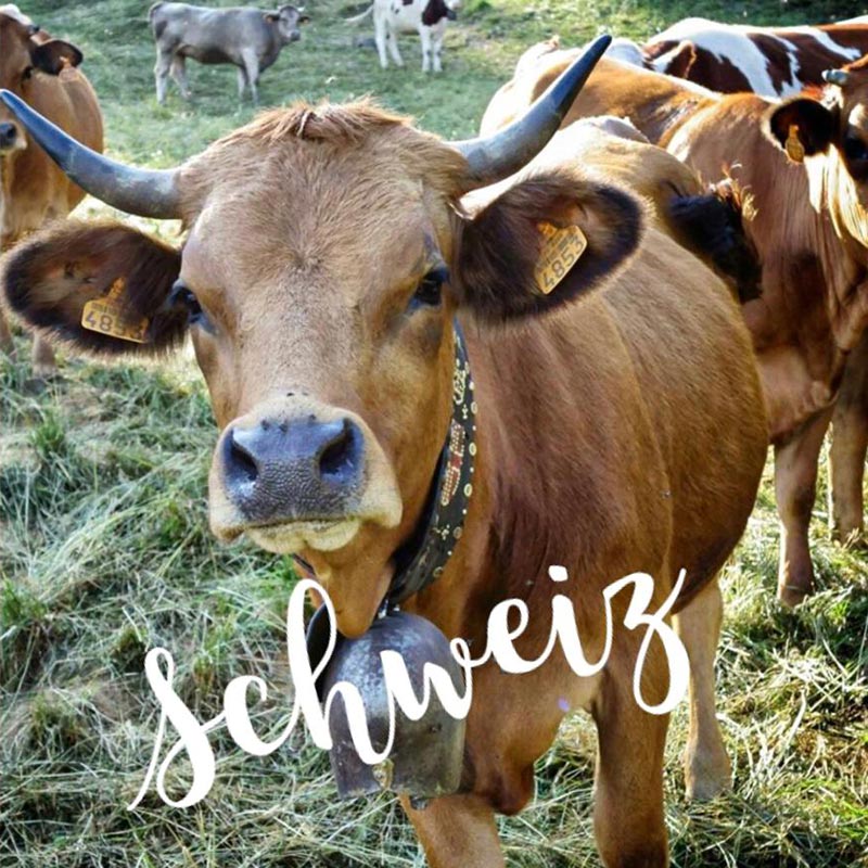 Download-Paket <br/>«Schweiz»